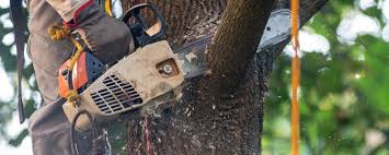 Reliable Waterville, MN Tree Removal Solutions